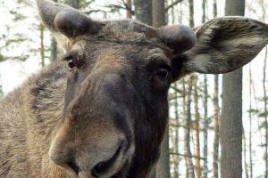 В балтийск лосът минава по улиците